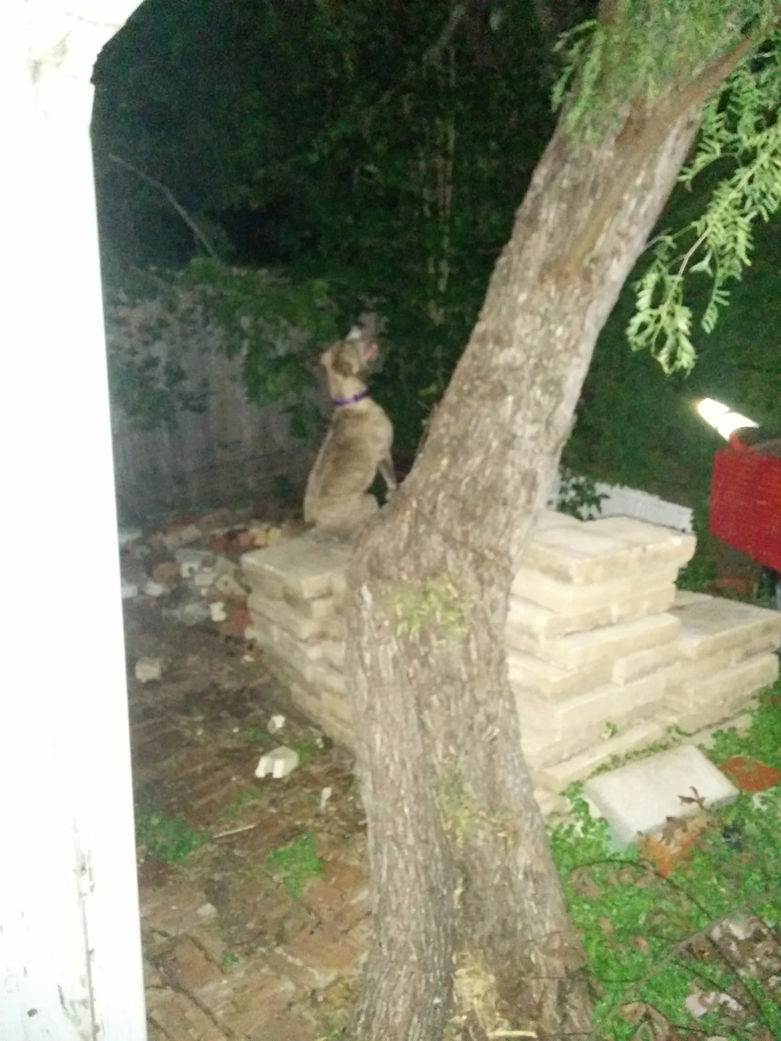 The Night she launched herself over the fence chasing opussums