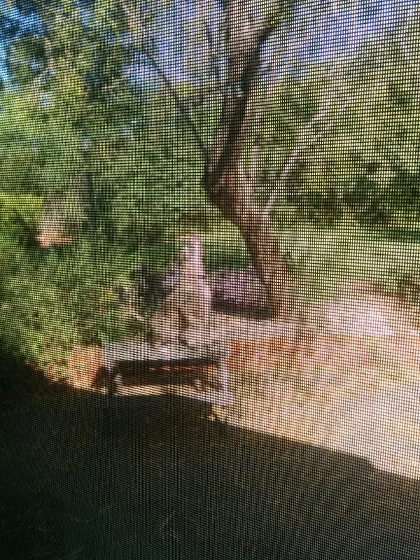 Standing on the picnic table jumping at squirrels
