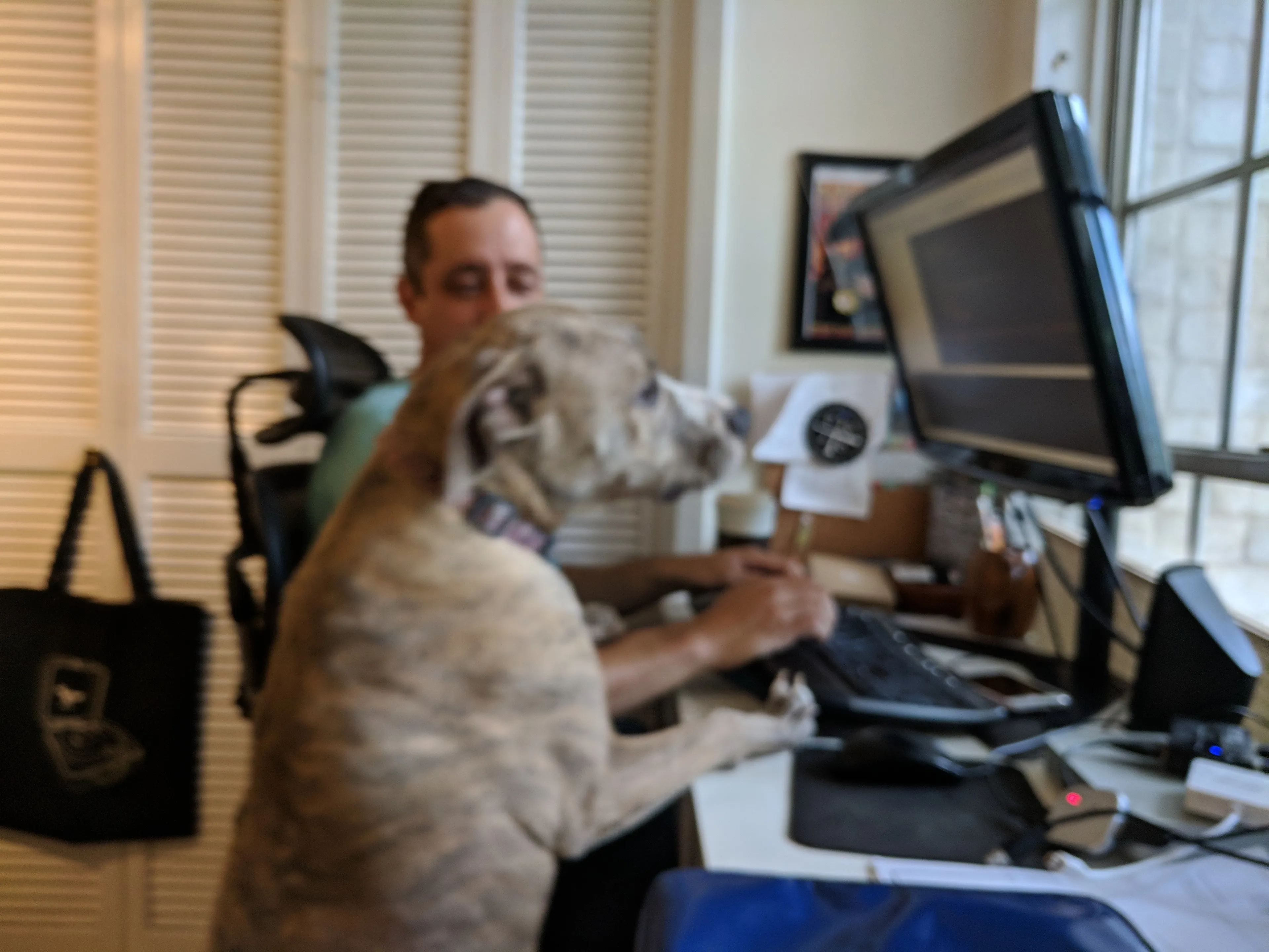 Computer dog