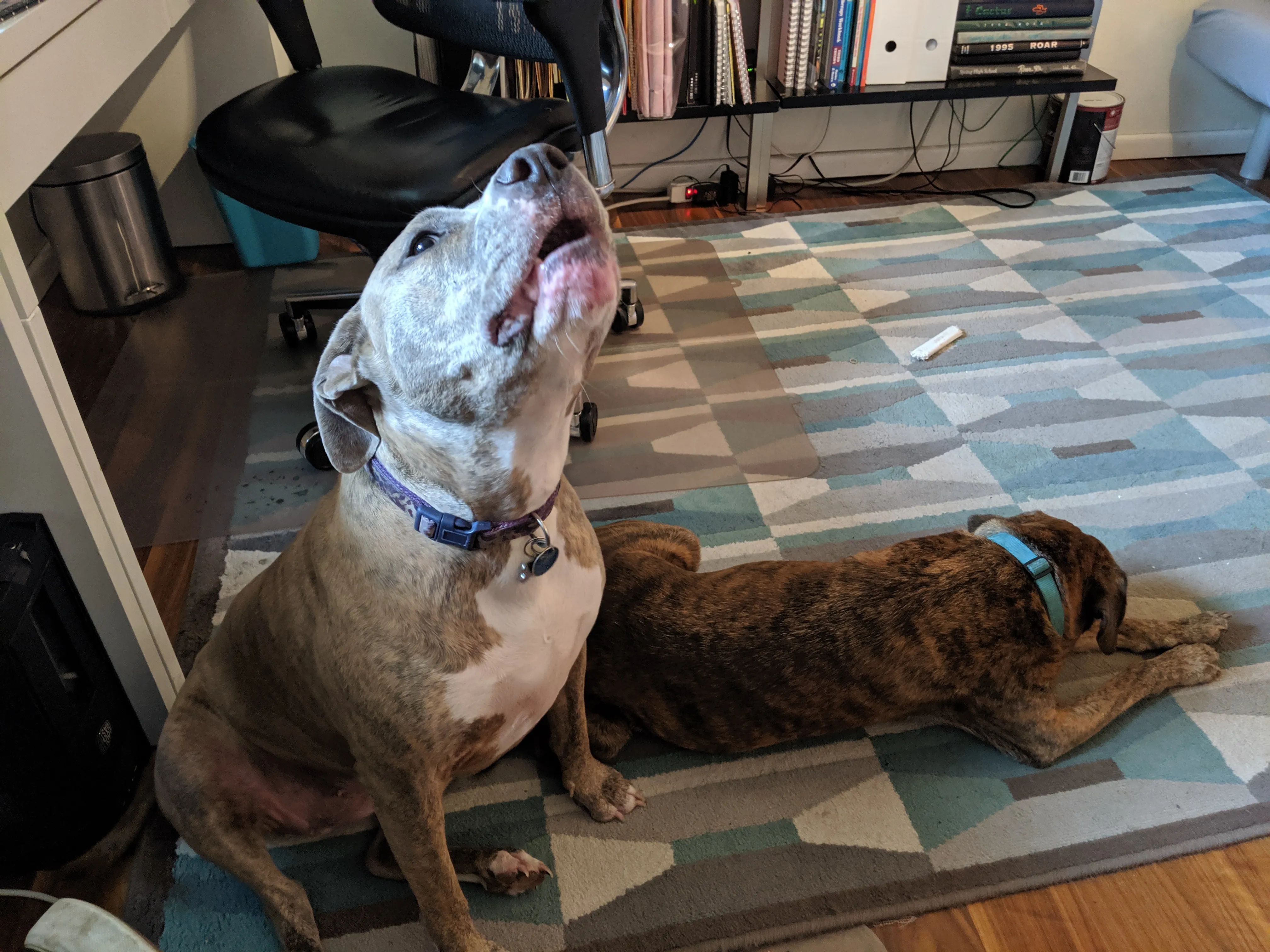 Singing dog