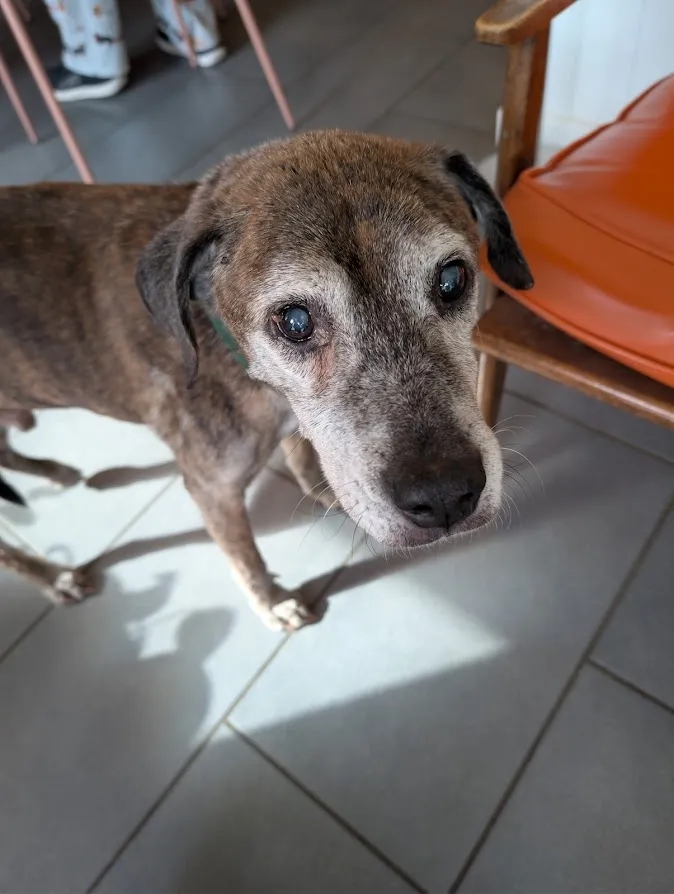 His sweet old face