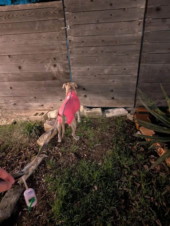 Stoned Junie trying to go on a walk, when we are clearly not going on a walk. But the leash is on DAD!