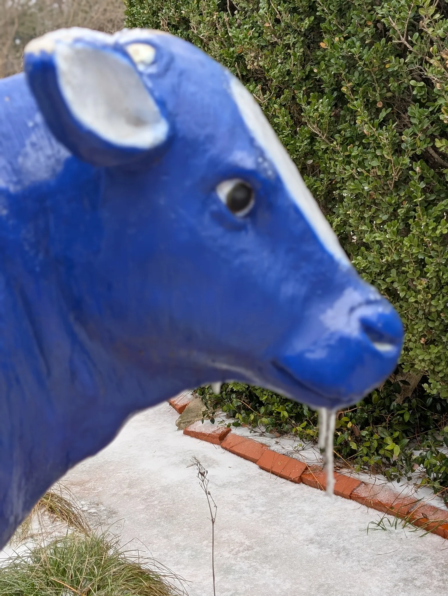 Cow is Goat?